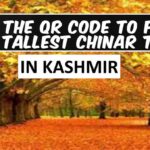 Use the QR code to find the tallest Chinar tree in Kashmir right now.