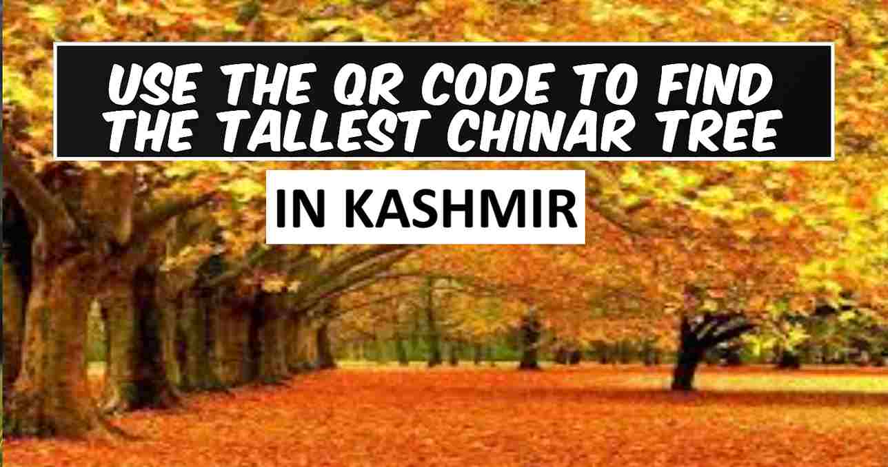 Use the QR code to find the tallest Chinar tree in Kashmir right now.